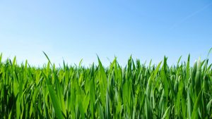 Grass backround